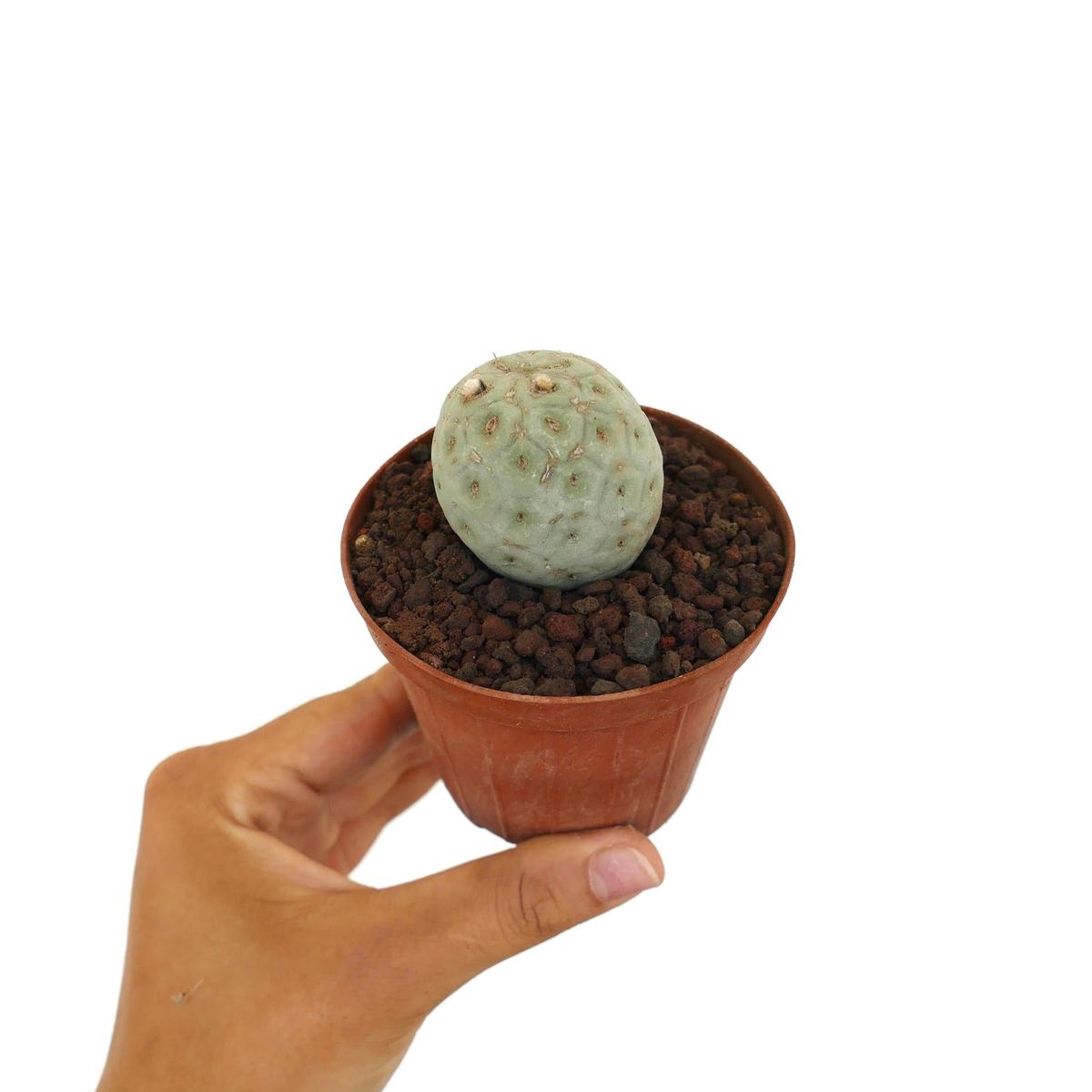 Tephrocactus geometricus ONE BALL 2008