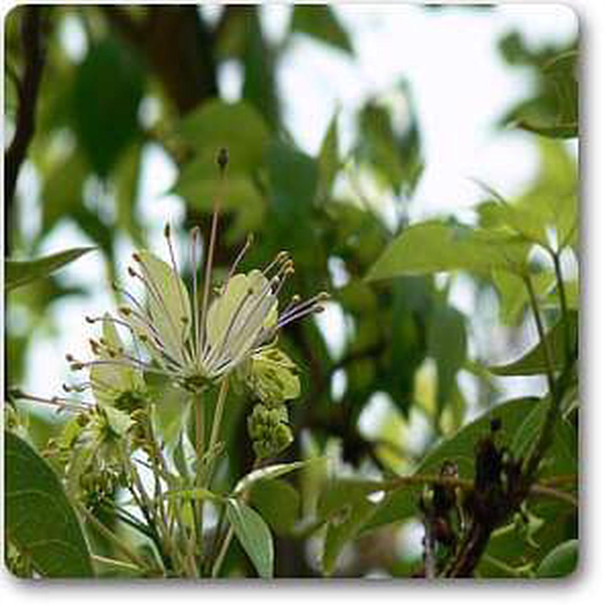 Three Leaved Caper - Plant - Default Title