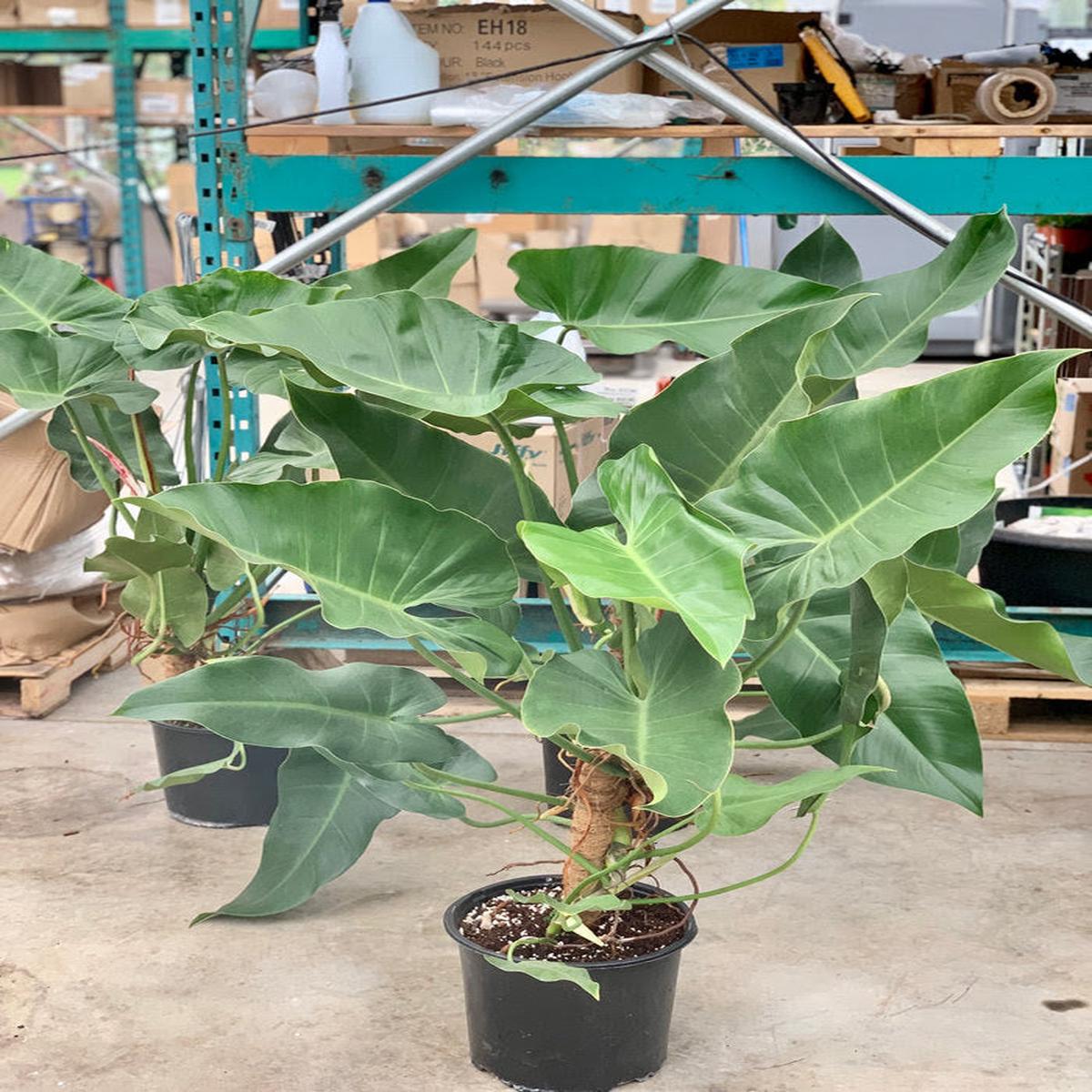 Tuxtla on Moss Totem: Philodendron tuxtlanum - 10 inch pot - 3 foot tall