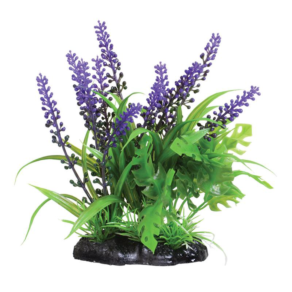 Underwater Treasures Purple Passion Plant