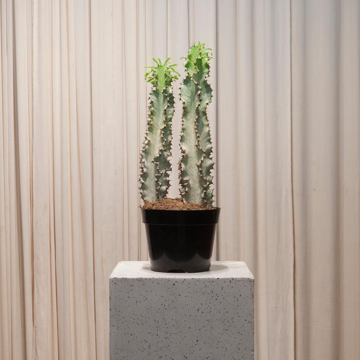 Variegated Candelabra Cactus: Euphorbia ammak  8 inch pot