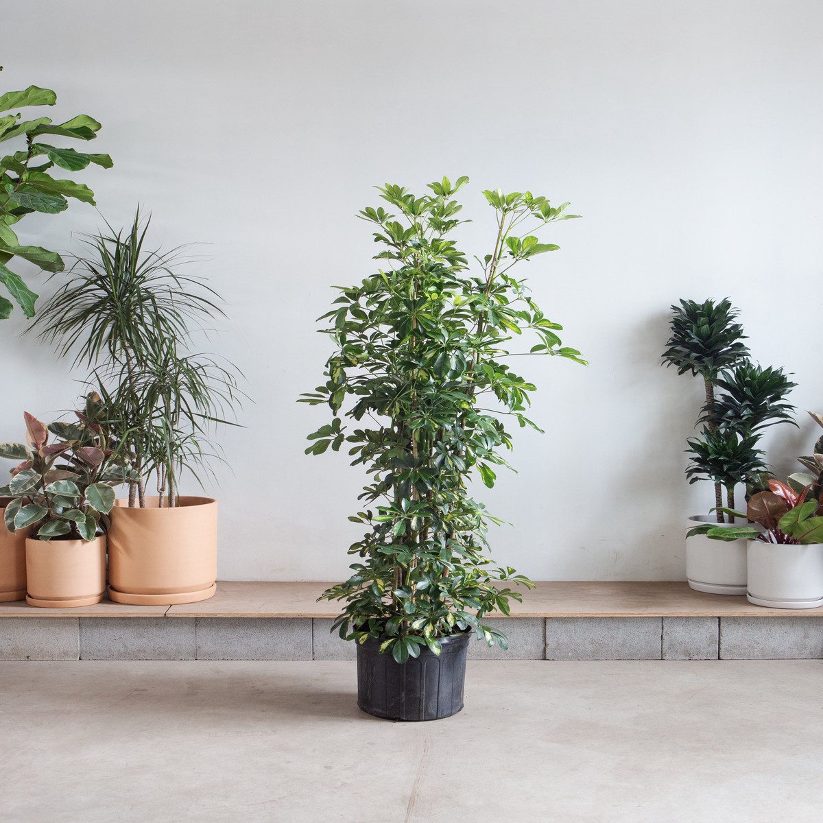 Variegated Dwarf Umbrella Column: Schefflera arboricola 'Capella' - 14 inch pot - 5-5.5 foot tall
