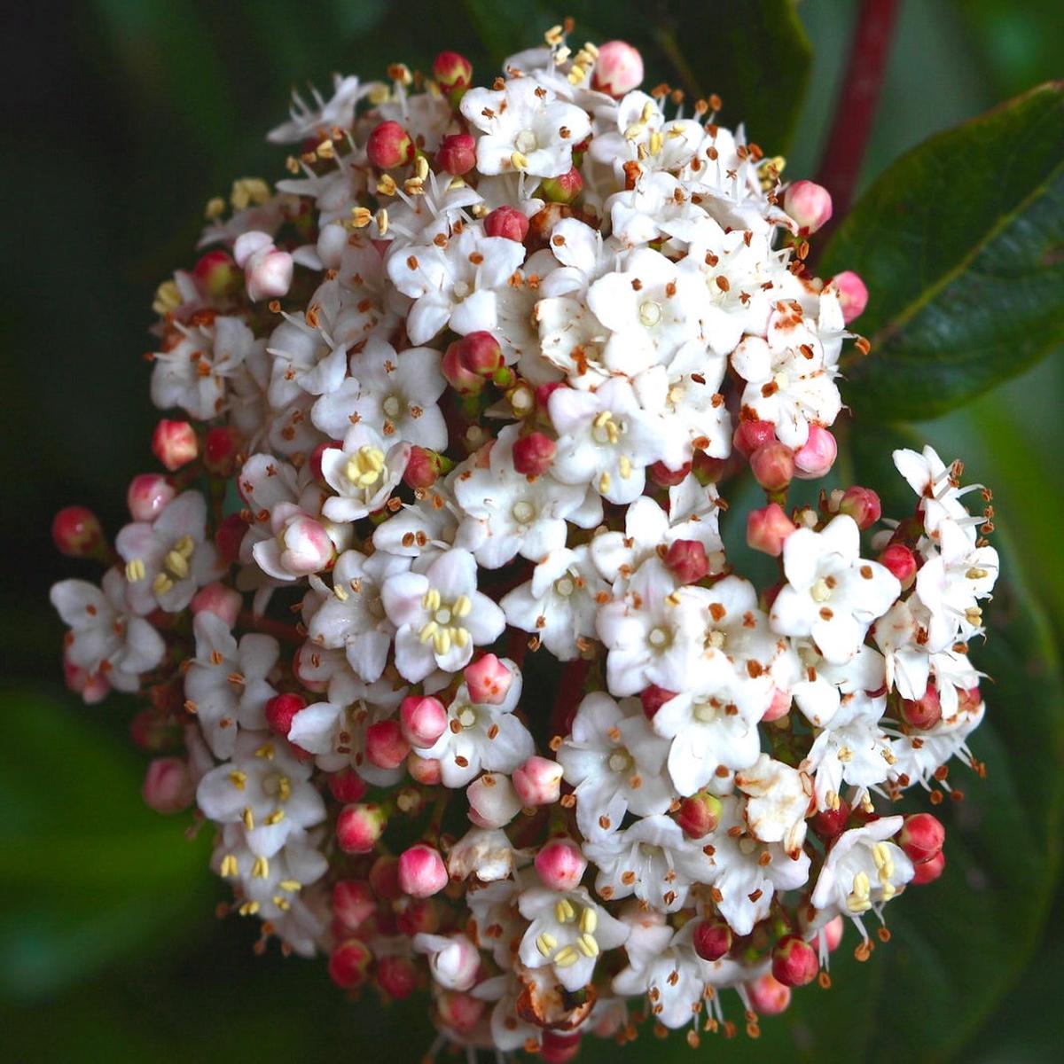 Viburnum tinus