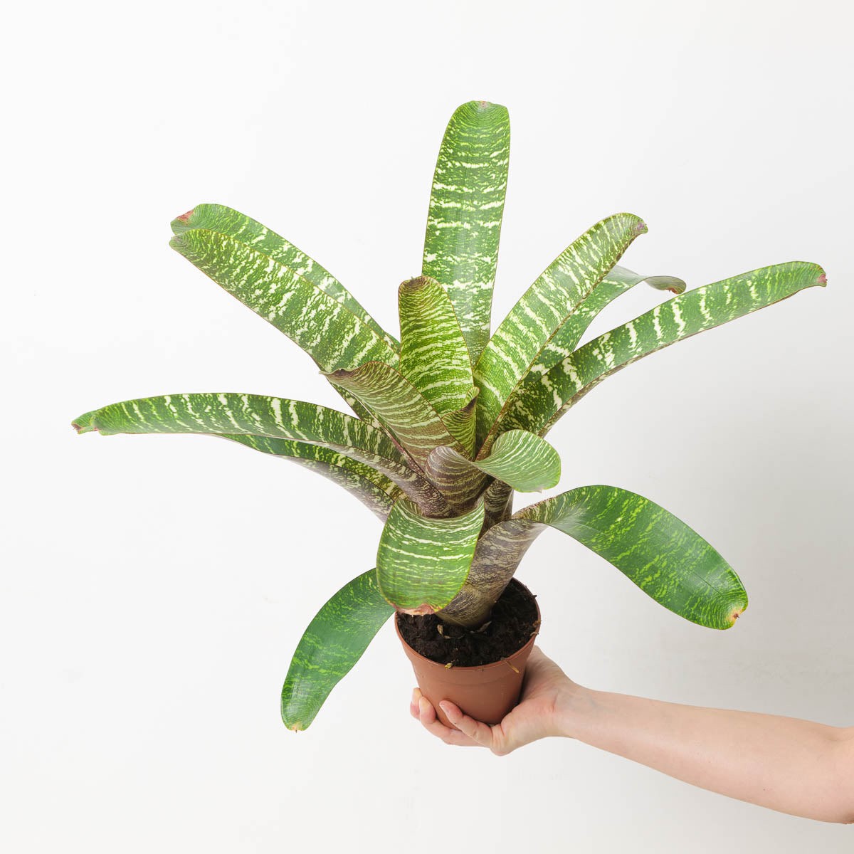 Vriesea sp. 12