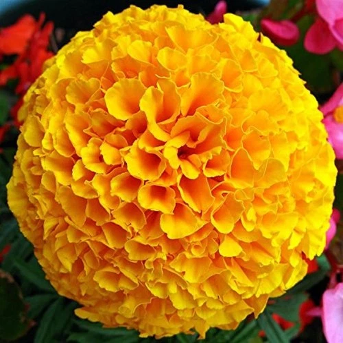 25x French Giant Marigold Flower Plants - Seeds A44