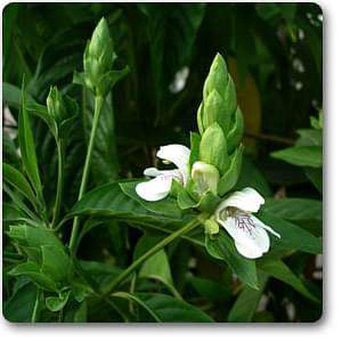 Adulsa Malabar Nut 8211 Plant