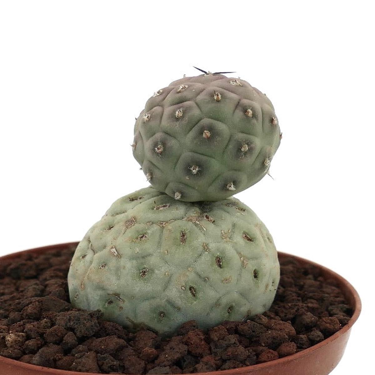 Tephrocactus geometricus TWO BALLS  C328