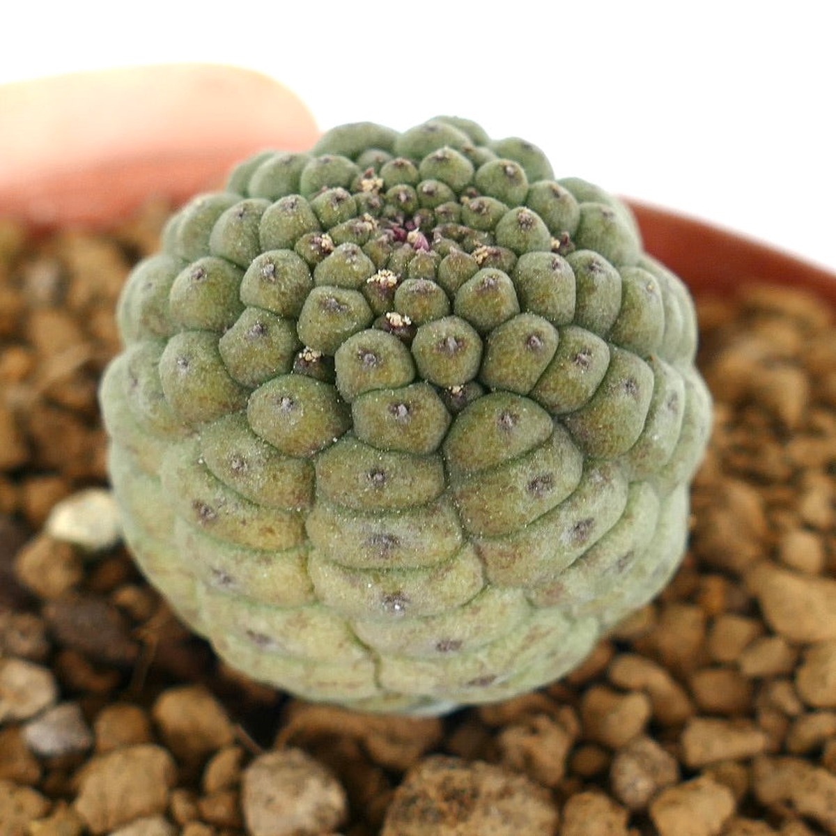 Trichocaulon cactiformis C007