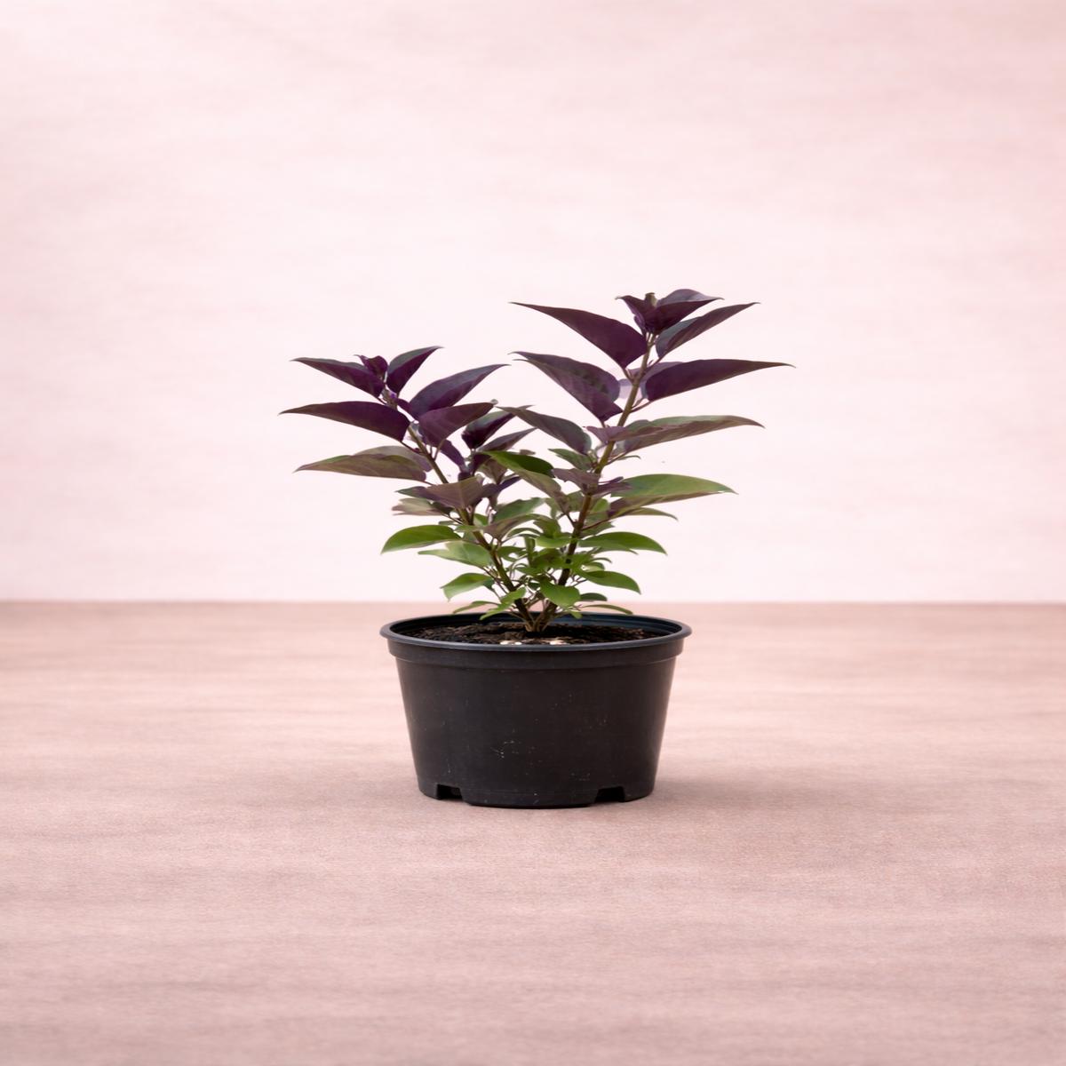 Vitex trifolia Purpurea (Purple Vitex) -    - H: 30cm