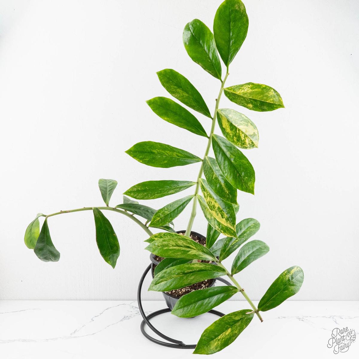 Wild Form Zamioculcas Zamiifolia "ZZ" Aurea Variegated (wk11-P)