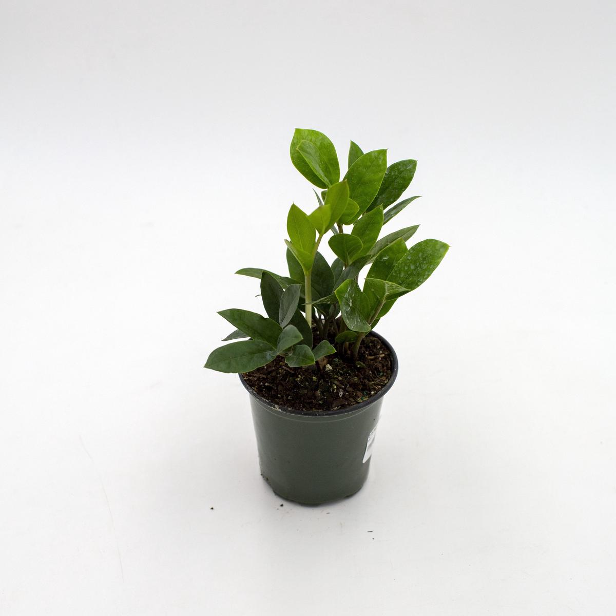 Zamioculcas zamiifolia (ZZ Plant) - 4"