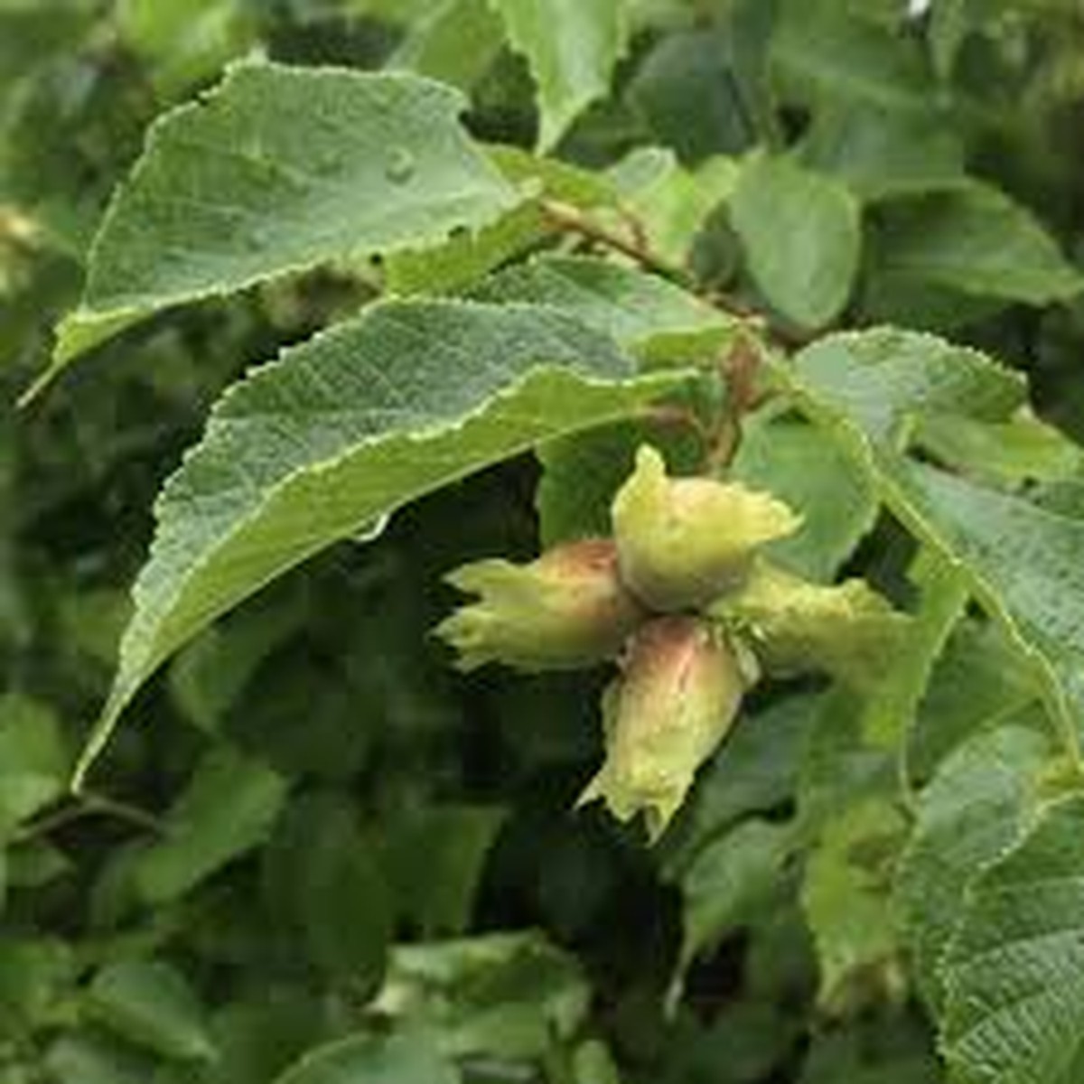 1 American Hazelnut Tree - Corylus americana | 1224 Live Bare Root | Edible Nut Tree for Wildlife, Orchards & Landscapes