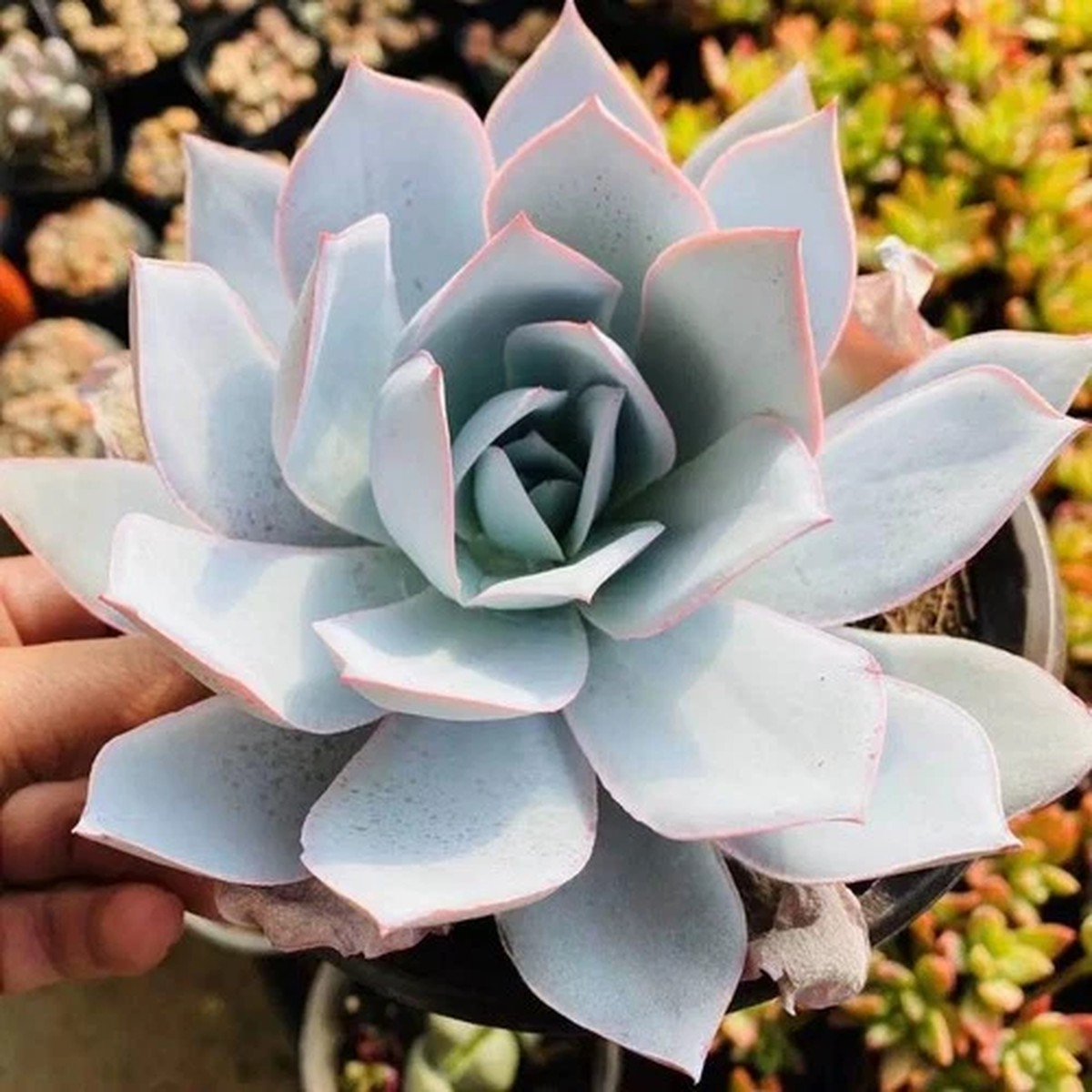 10CM Succulent Plant Echeveria Cante Glass&Mendoza-Garcia Crassulaceae Beautiful