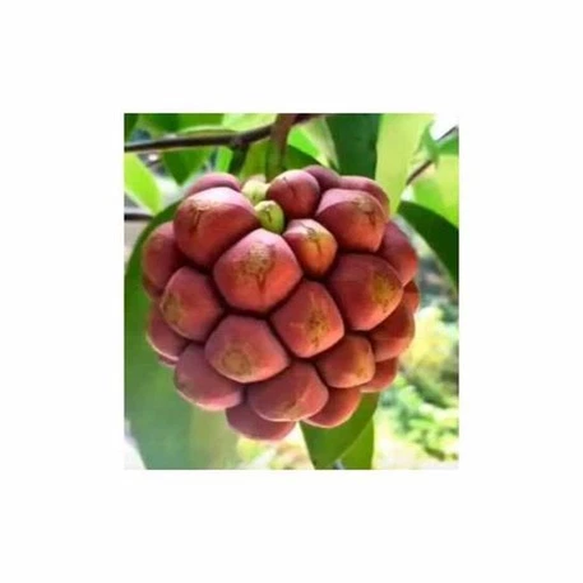 1x Duguetia phaeoclados - Cherry Cherimoya Edible Sweet Plants - Seeds ID1730