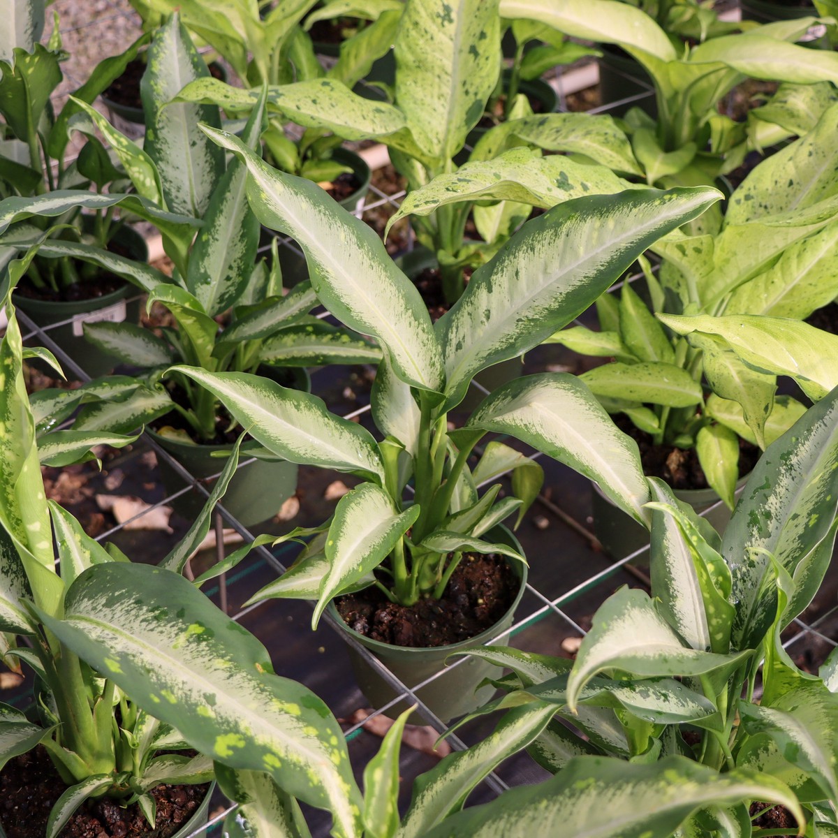 Dieffenbachia, "Panther"