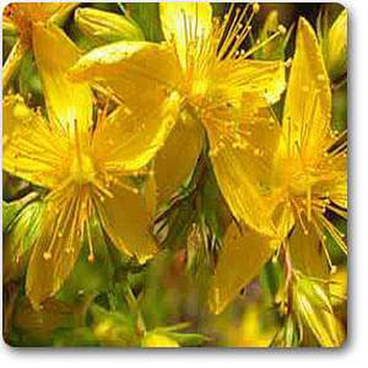 St. John s Wort - Plant