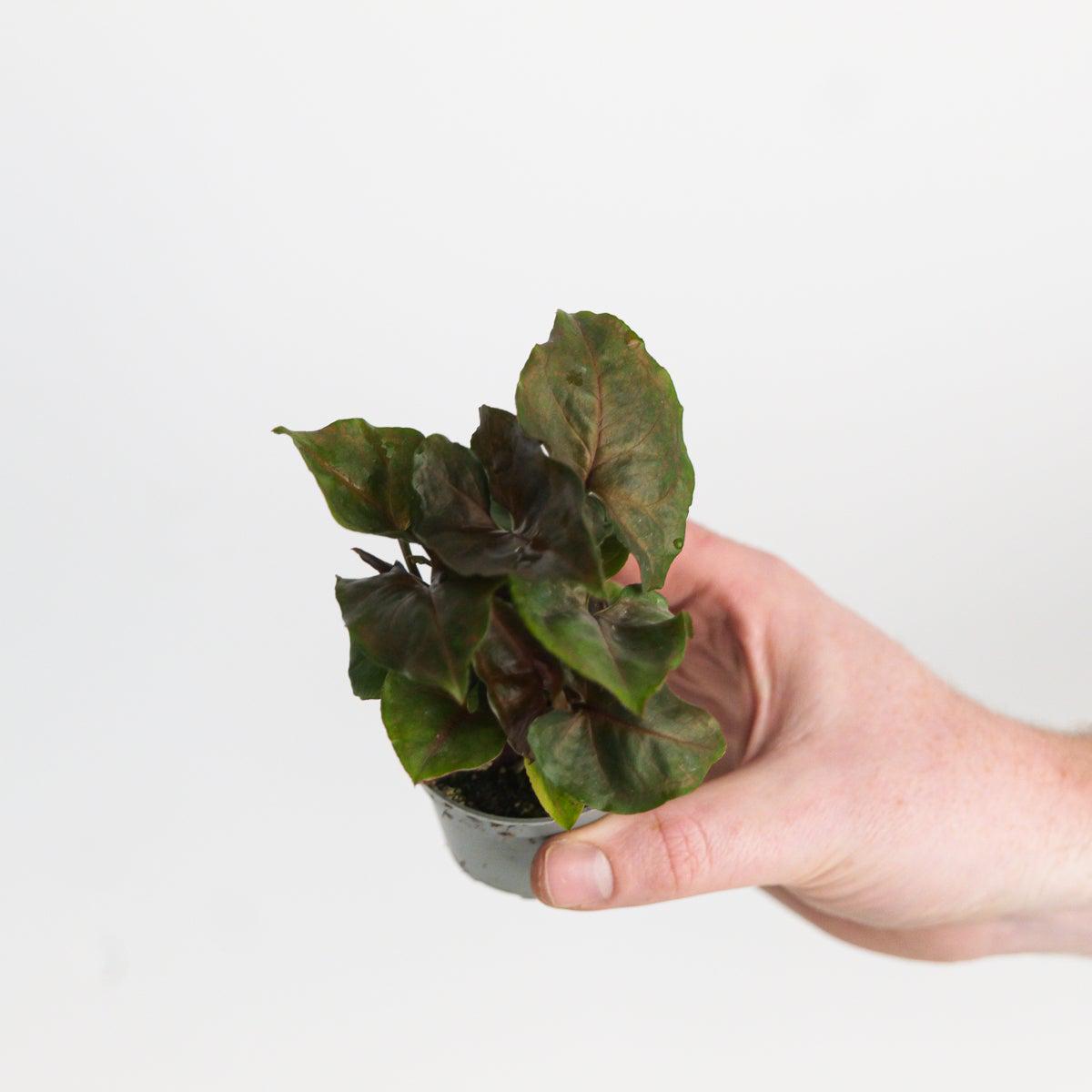 Syngonium 'Chocolate'