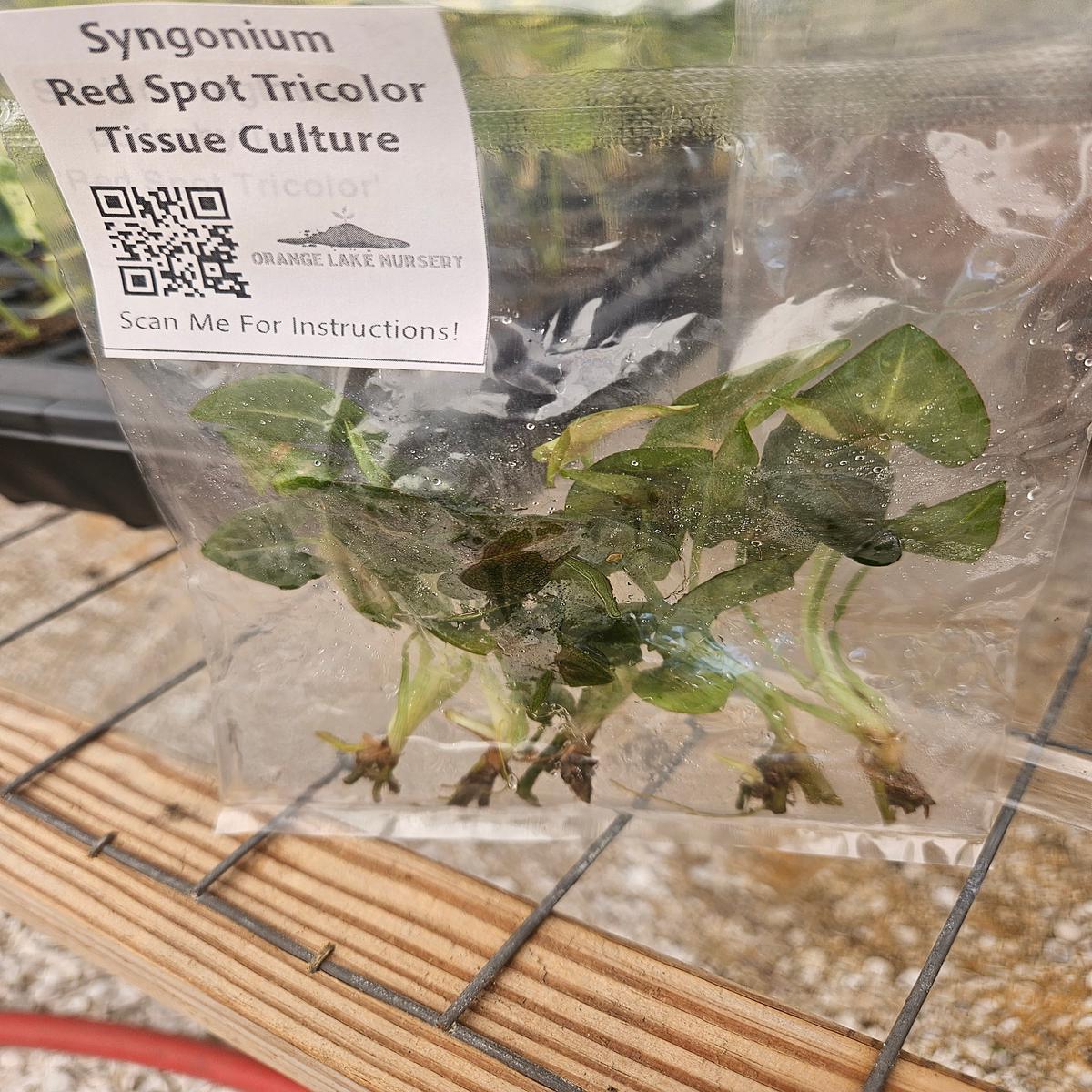 Syngonium Red Spot Tricolor Tissue Culture