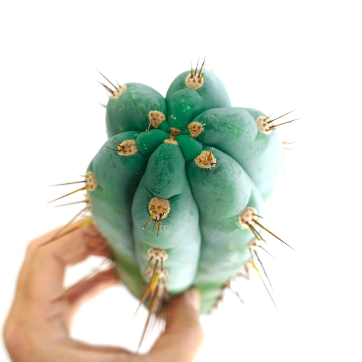 Trichocereus pachanoi BLUE FORM (UNROOTED CUTTING)