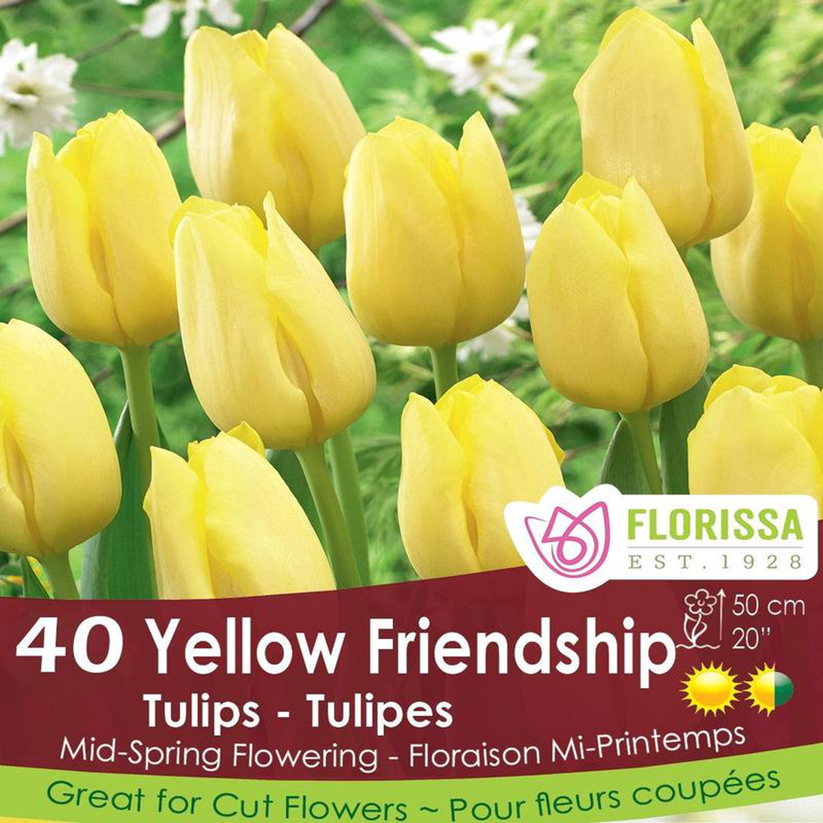 Tulip 8211 Yellow Friendship 8211 Mesh Bag 40 Pack