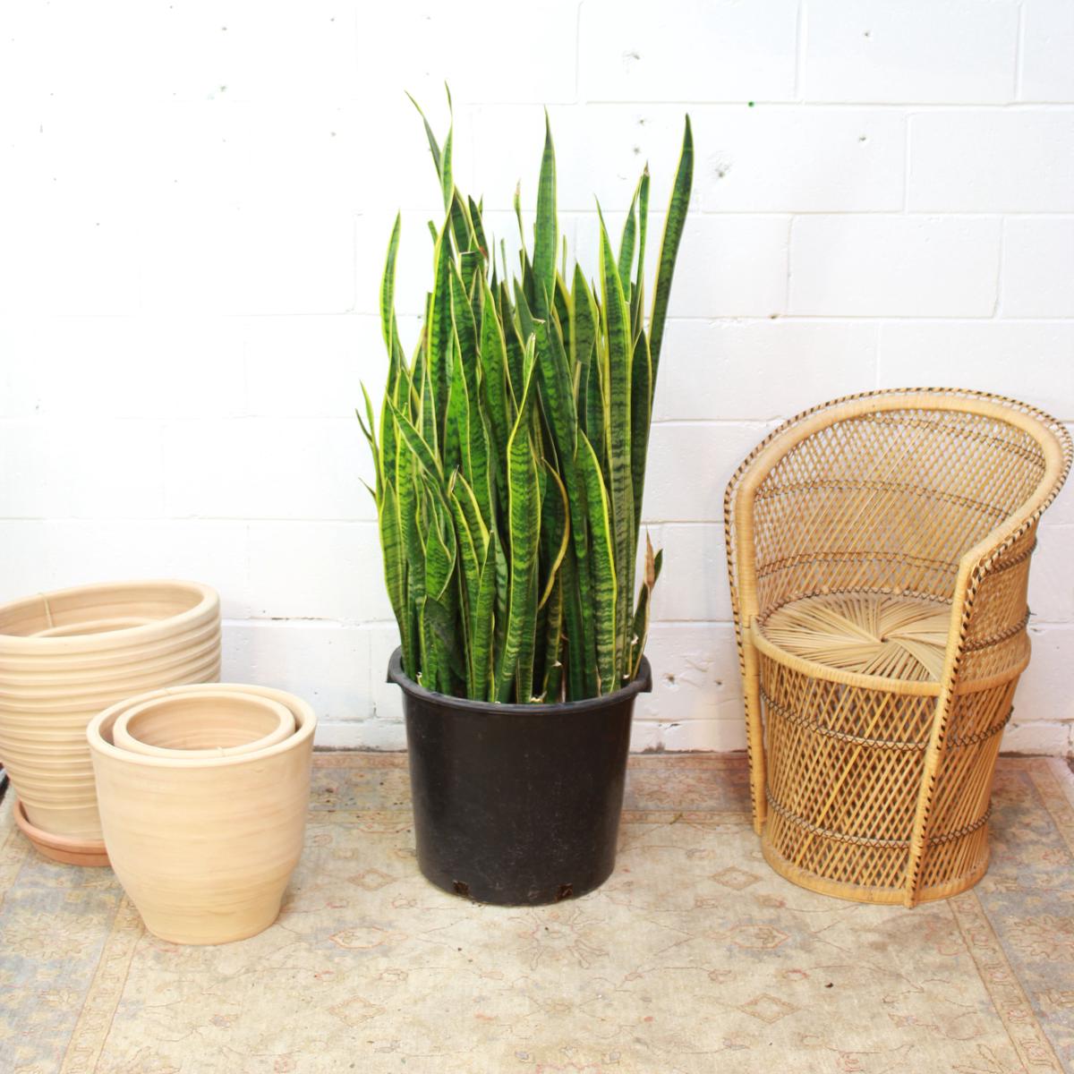 Yellow Snake Plant: Sansevieria trifasciata 'Laurentii' - 17 inch pot - 4-5 foot tall