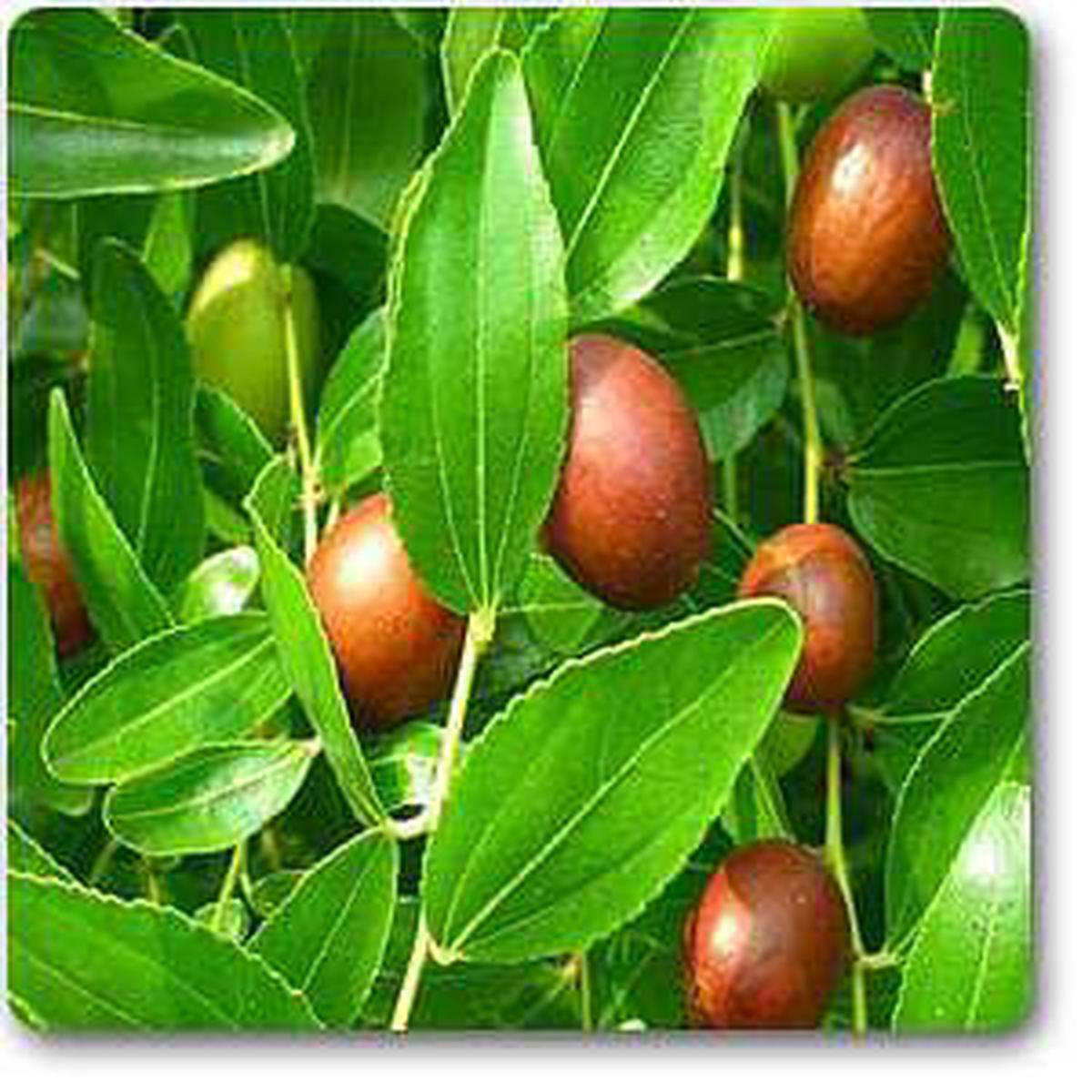 Ziziphus - Plant