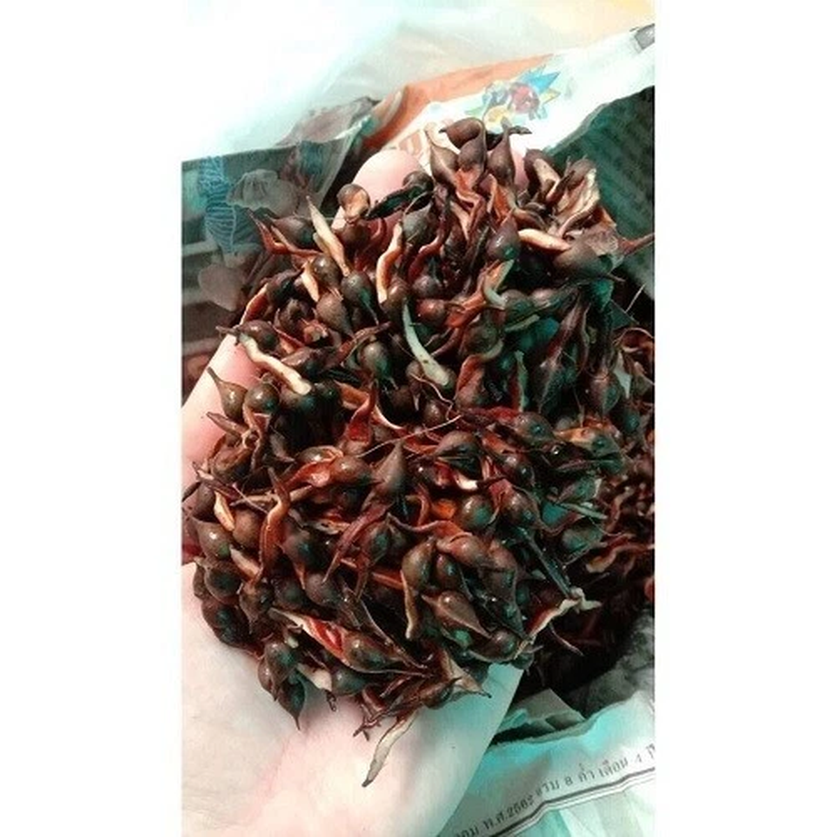 40 Agarwood Eaglewood Gaharu Aloeswood Aquilaria Seed Plant Ship from Thailand