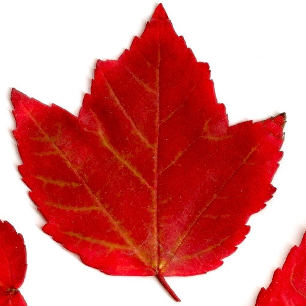 Acer rubrum cv 'BRANDYWINE'