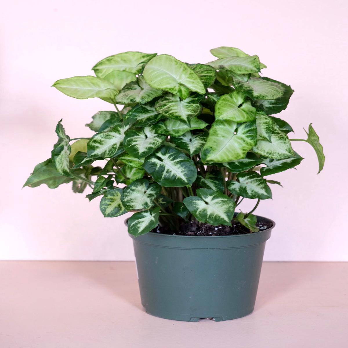 Syngonium podophyllum 8217Nephthytis8217 8211 68221
