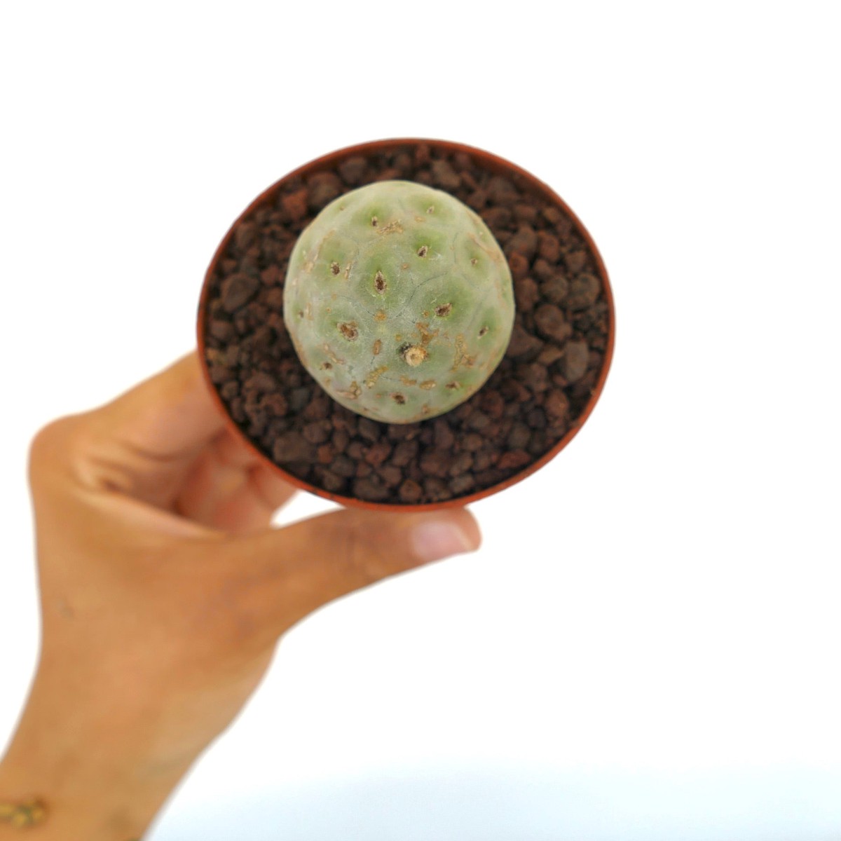 Tephrocactus geometricus ONE BALL 5