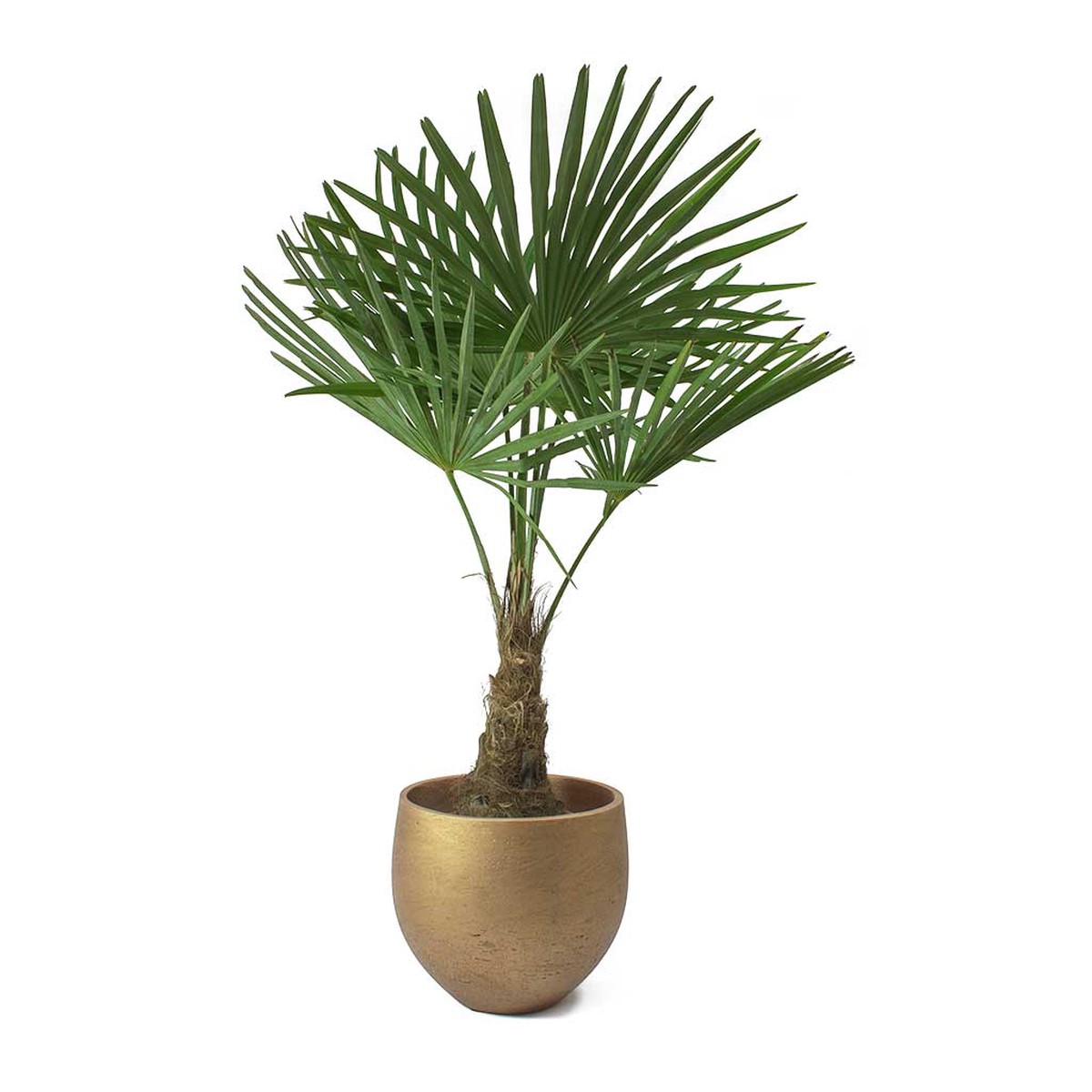 Trachycarpus fortunei - Windmill Palm