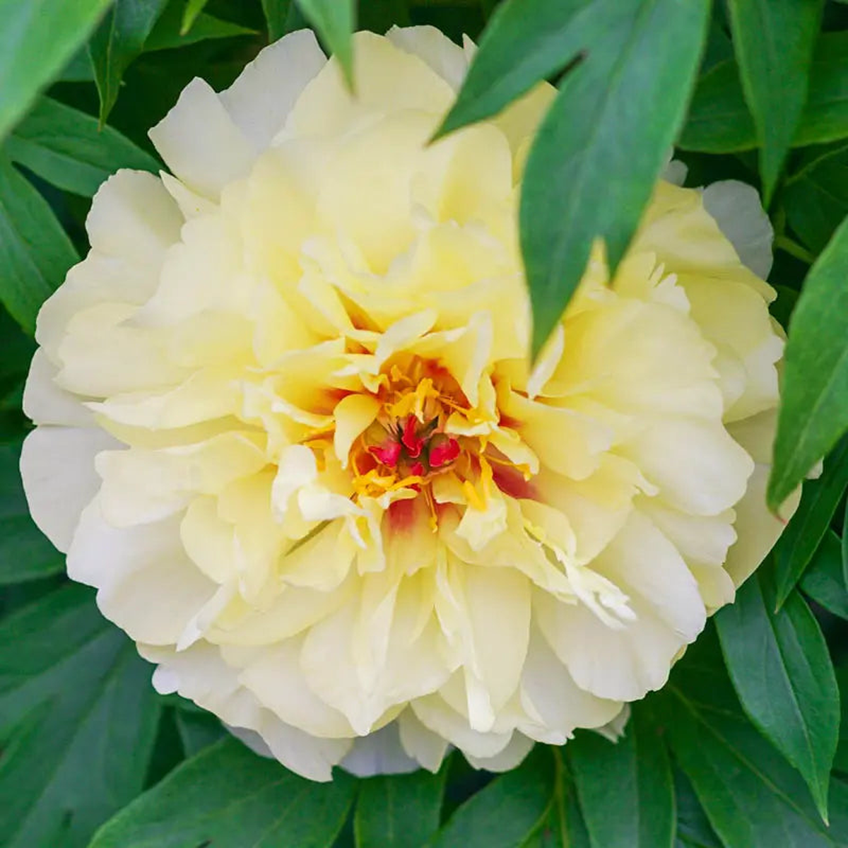 Vanilla Manila Itoh Peony