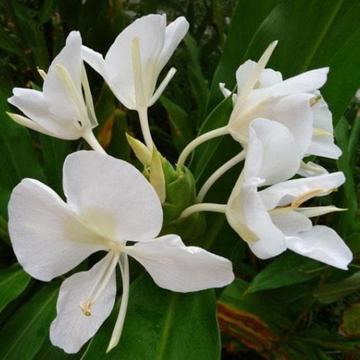 White Ginger Lily Sontakka 8211 Plant