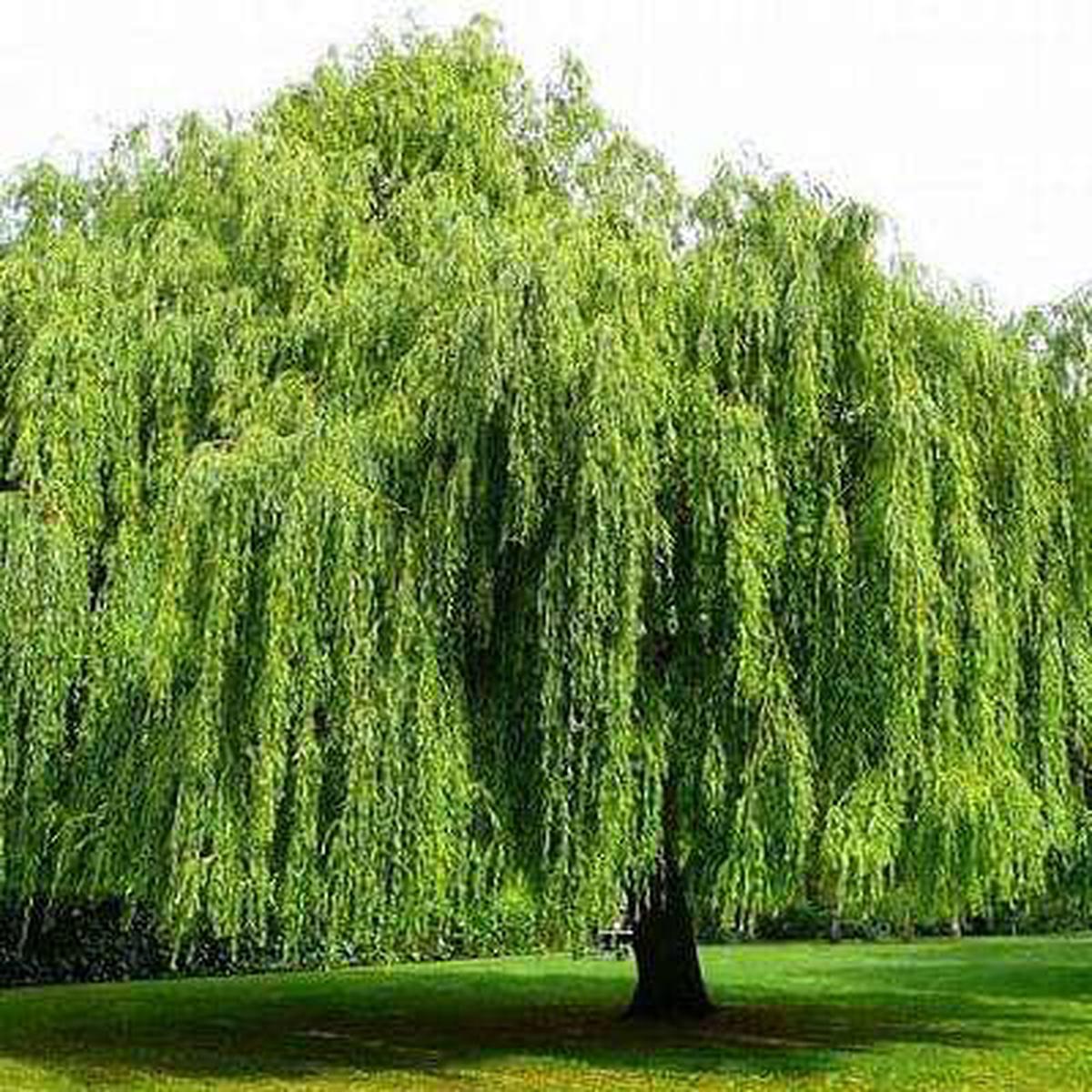 Willow Tree, Salix babylonica - Plant