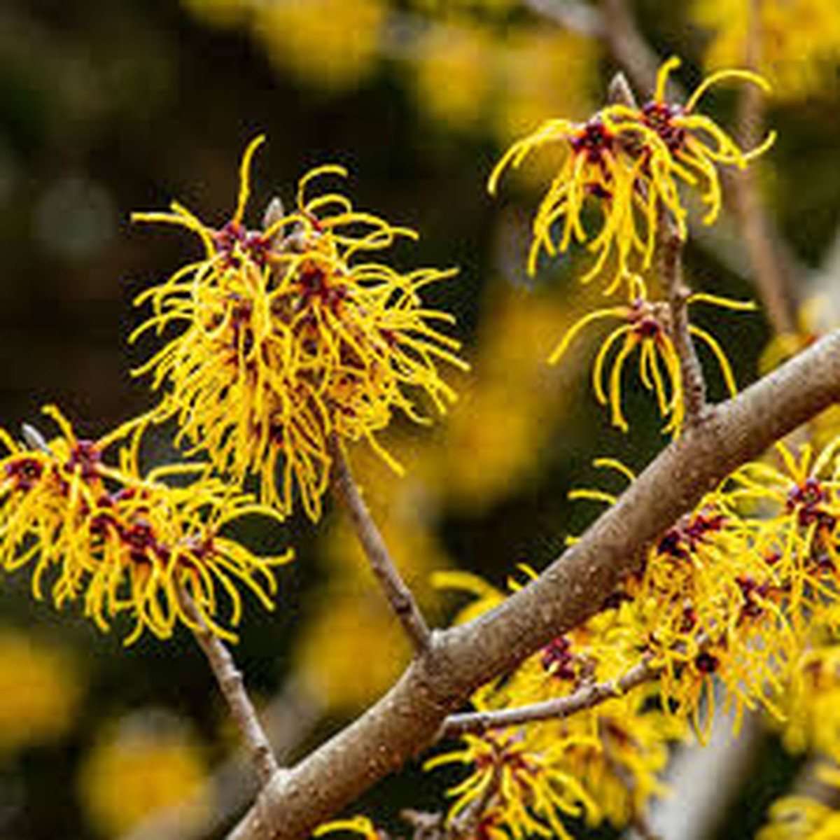 1 Witch Hazel Shrub - Hamamelis virginiana | 12-18 Bare Root | Native Fall-Blooming Shrub for Landscapes & Wildlife