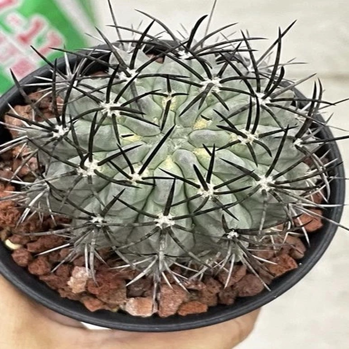 1pc Gymnocalycium Su Zhuang Yuseedling root, 6.3 cm/Gymnocalycium/Lobivia