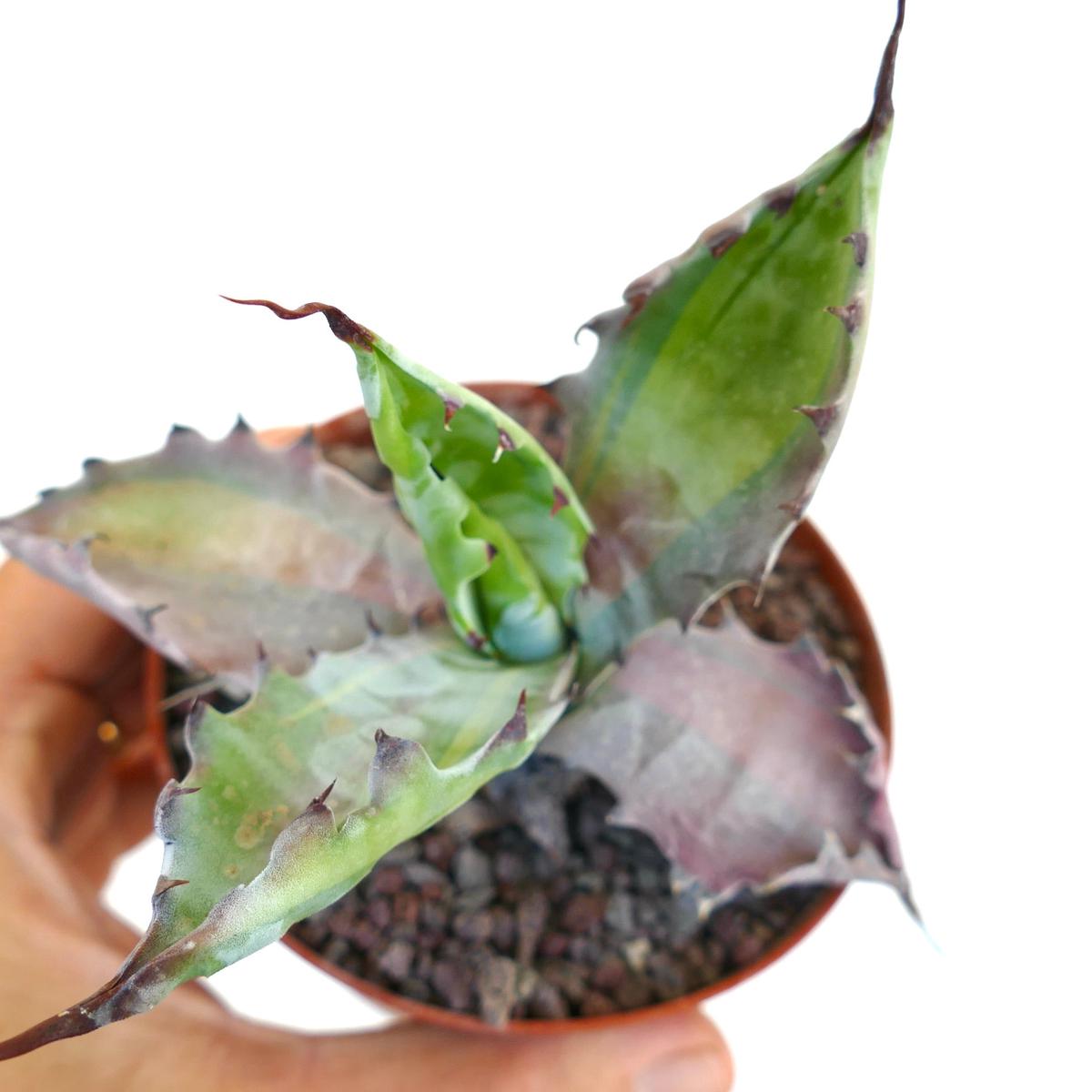 Agave colorata Misashibo VARIEGATED