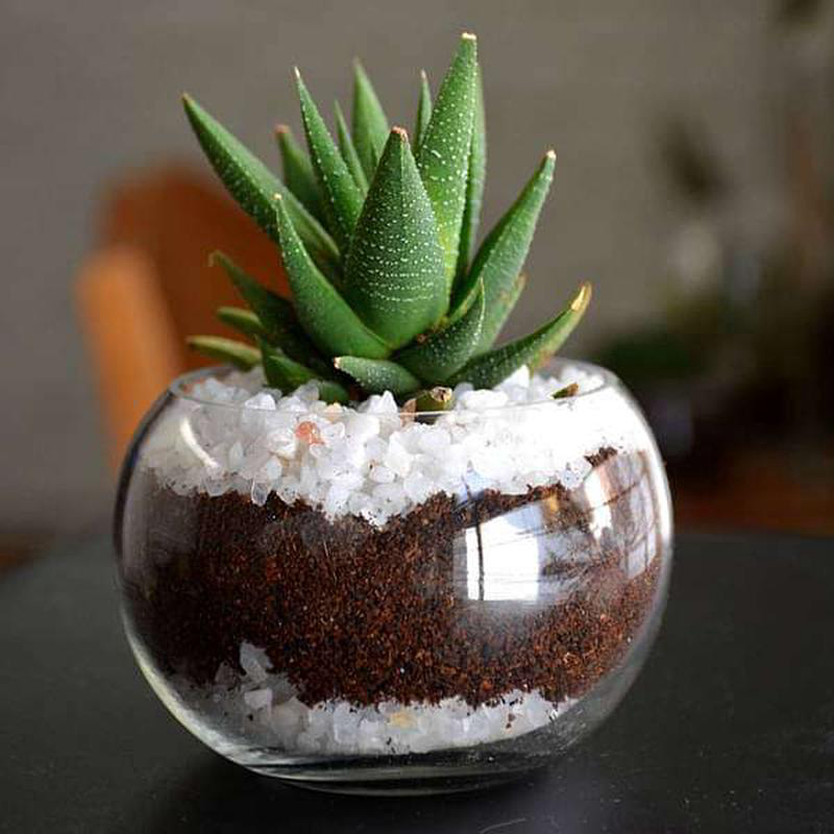 Small Haworthia spherical bowl (3in Ht)
