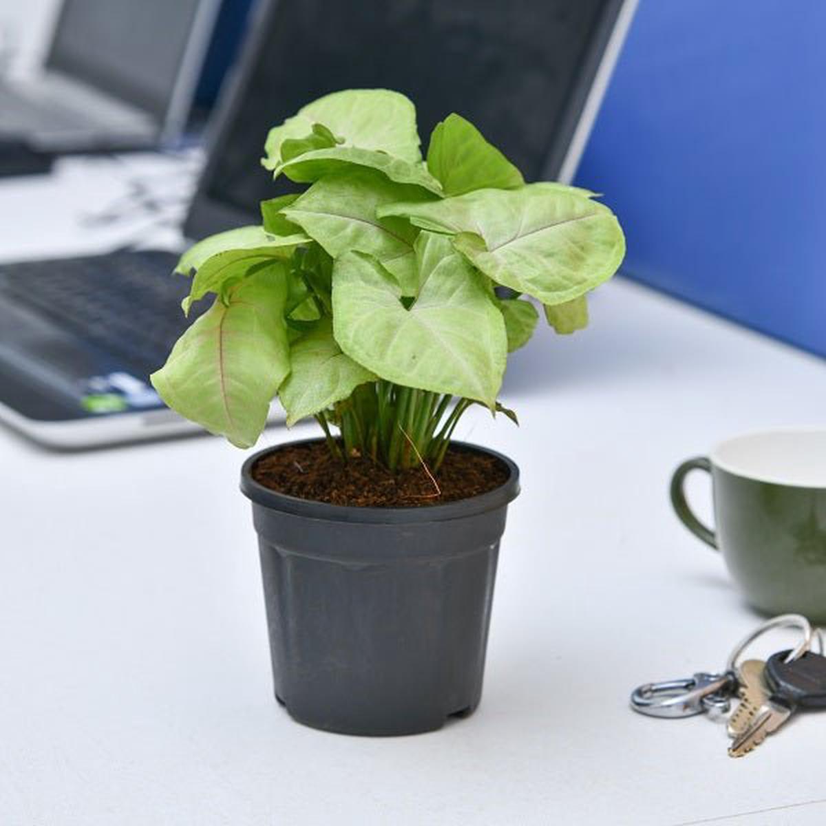Syngonium Cream allusion (Pink veins) Plant in 4 inch Black Pot