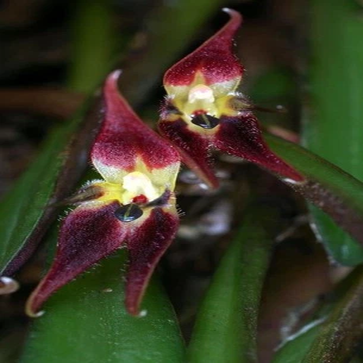 Unusual Miniature Orchid Species Pleurothallis rabei