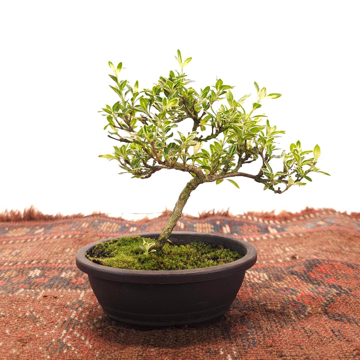 Variegated Snow Rose Bonsai: Serissa foetida - 5 inch Oval Pot