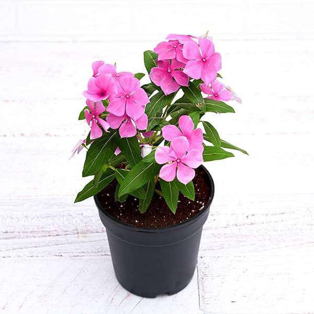 Vinca, Catharanthus roseus (Any Color) - Plant