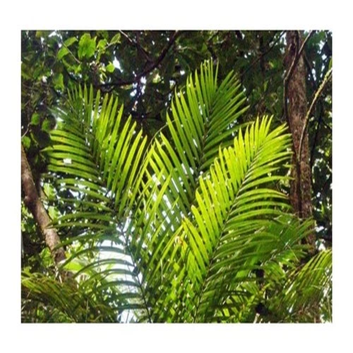 10x Dypsis dransfieldii Dransfields Vonitrapalm Garden Plants - Seeds ID390