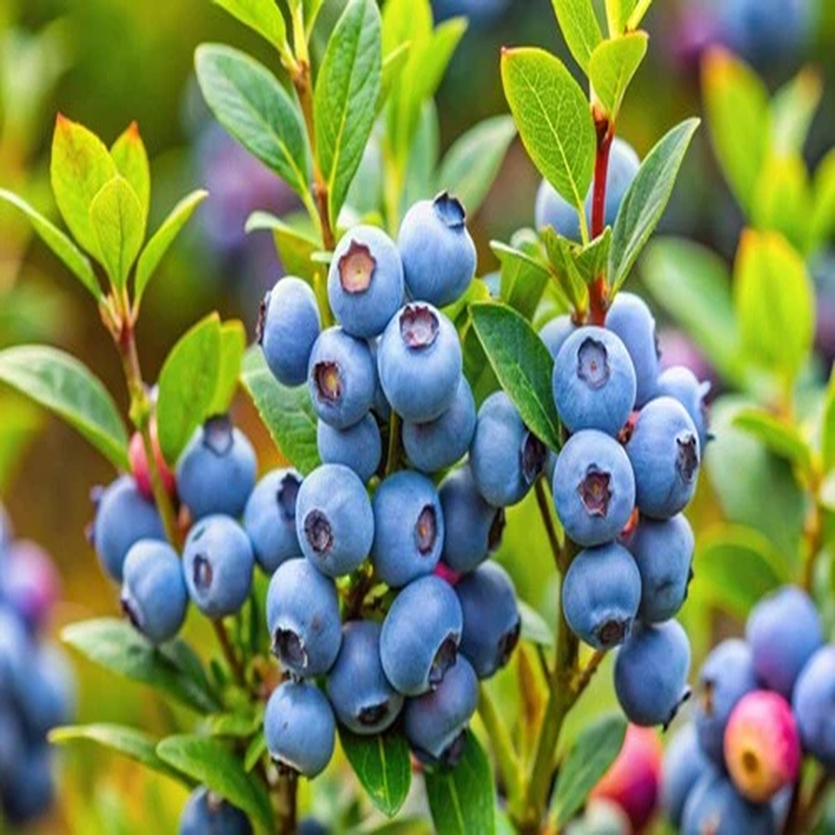 50 NORTHERN HIGHBUSH BLUEBERRY BUSH Fruit Berry Shrub Seeds  *Flat S/H