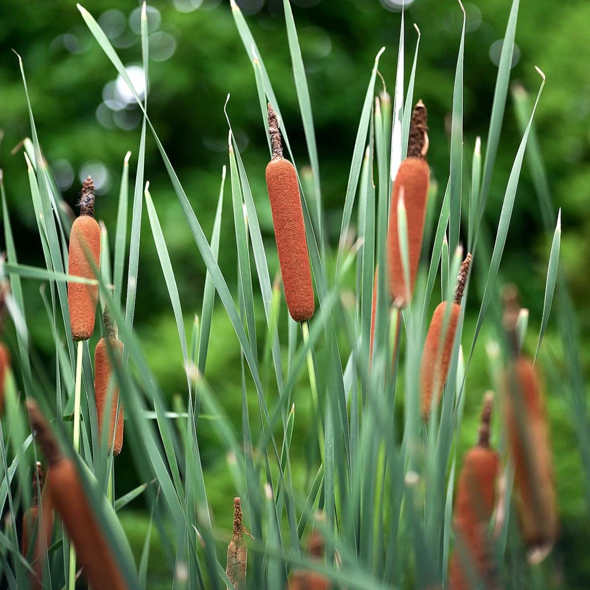 Typha angustifolia