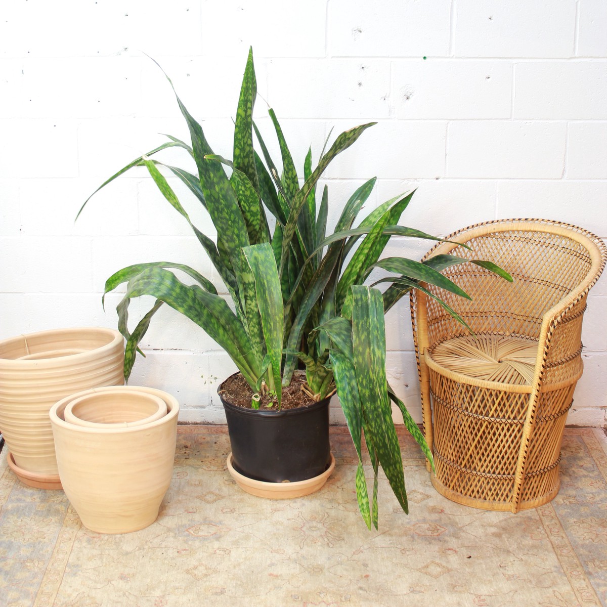 Wide-Leaf Snake Plant: Sansevieria trifasciata 'Jaboa' - 14 inch pot - 3-4 foot tall