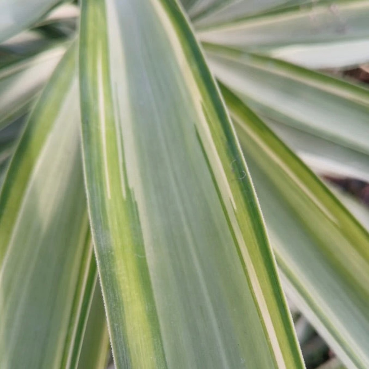 Yucca elephantipes MEDIOPICTA VARIEGATED cv 'SAMPEI'