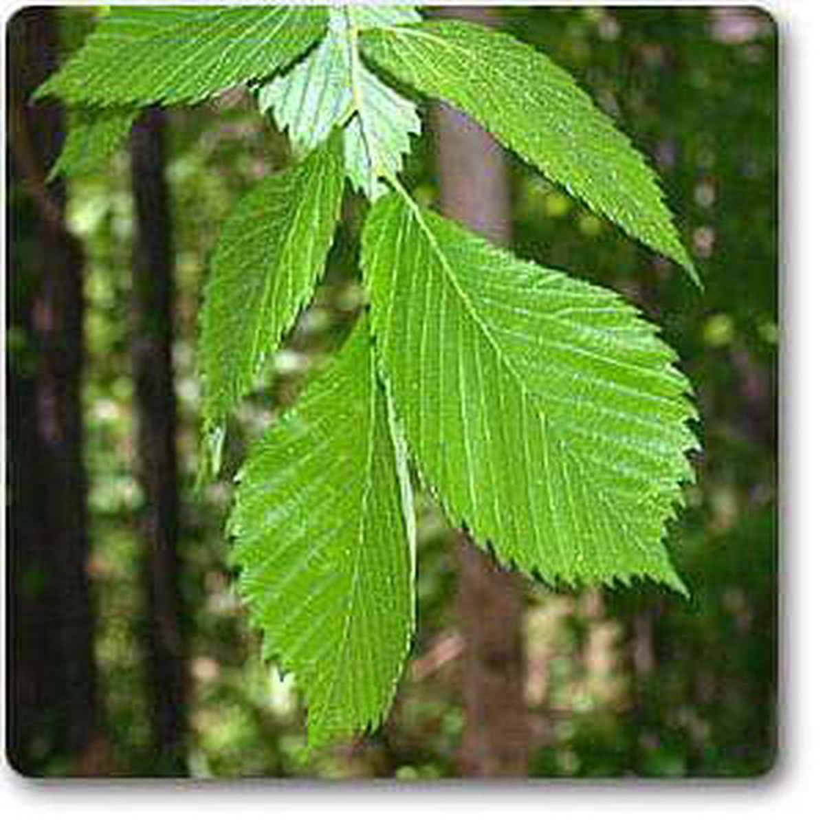 Slippery Elm 8211 Plant