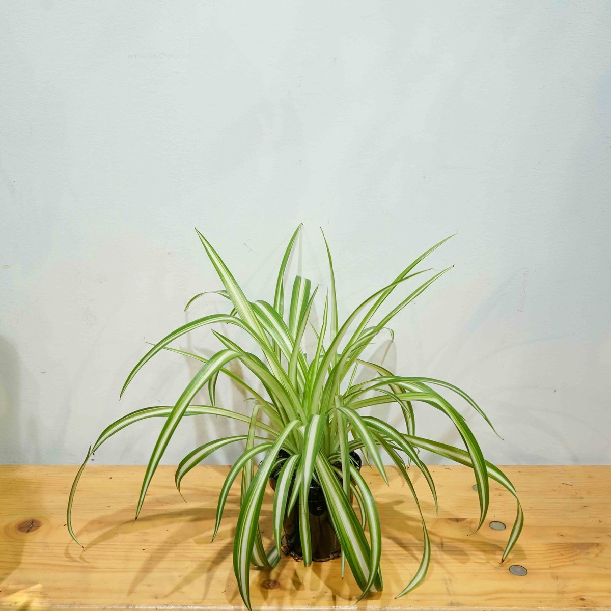Spider Plant: Chlorophytum comosum - 4 inch pot