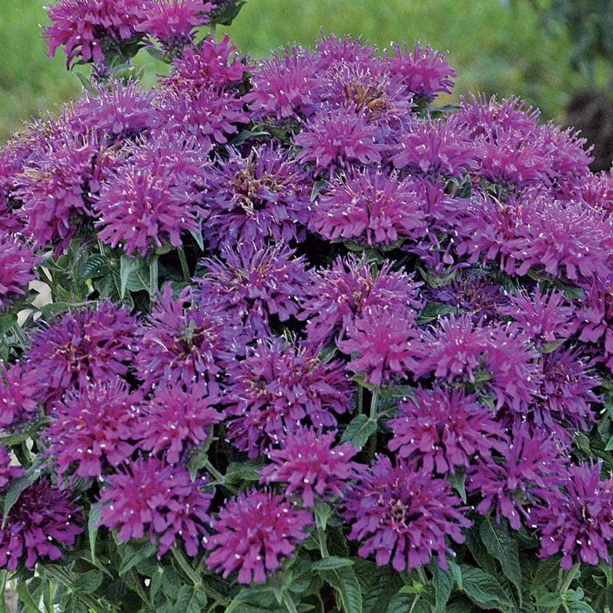 Sugar Buzz Grape Gumball Bee Balm